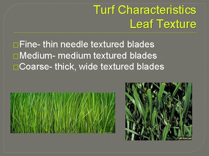 Turf Characteristics Leaf Texture �Fine- thin needle textured blades �Medium- medium textured blades �Coarse-