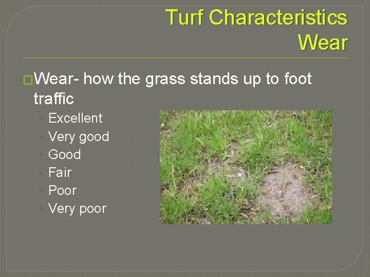 Turf Characteristics Wear �Wear- how the grass stands up to foot traffic • •