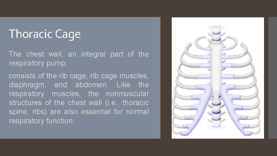 Thoracic Cage The chest wall, an integral part of the respiratory pump, consists of