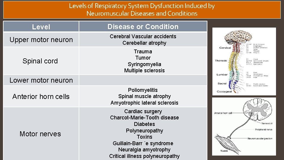 Levels of Respiratory System Dysfunction Induced by Neuromuscular Diseases and Conditions Level Disease or