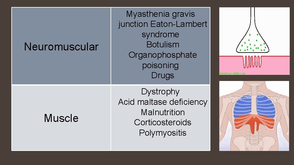 Neuromuscular Muscle Myasthenia gravis junction Eaton-Lambert syndrome Botulism Organophosphate poisoning Drugs Dystrophy Acid maltase