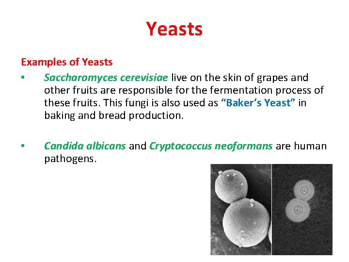 Yeasts Examples of Yeasts • Saccharomyces cerevisiae live on the skin of grapes and