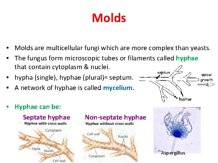 Molds • Molds are multicellular fungi which are more complex than yeasts. • The