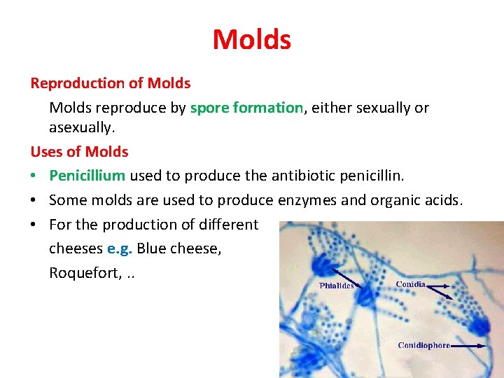 Molds Reproduction of Molds reproduce by spore formation, either sexually or asexually. Uses of