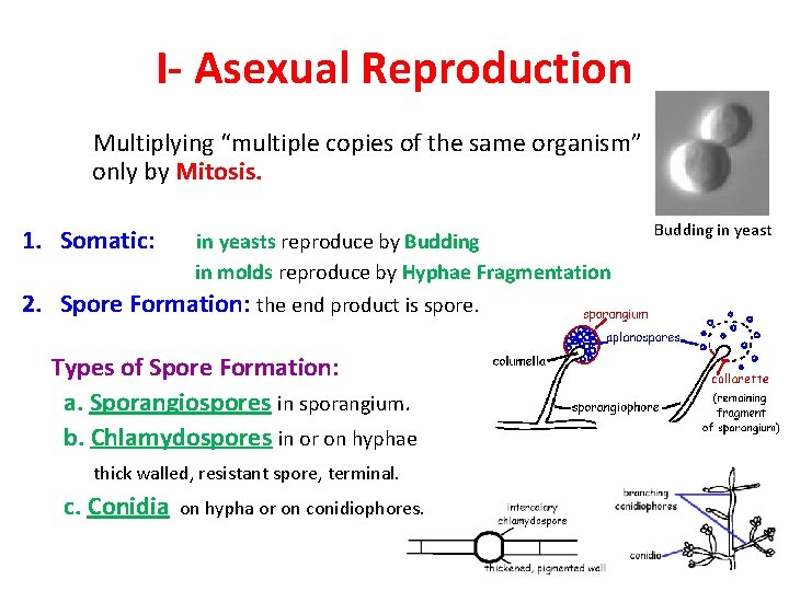 I- Asexual Reproduction Multiplying “multiple copies of the same organism” only by Mitosis. 1.