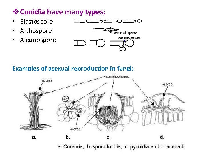 v Conidia have many types: • Blastospore • Arthospore • Aleuriospore Examples of asexual