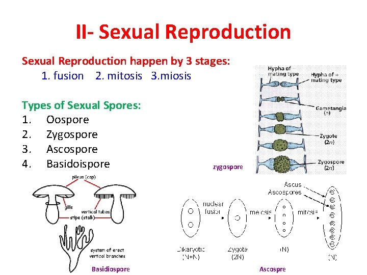 II- Sexual Reproduction happen by 3 stages: 1. fusion 2. mitosis 3. miosis Types