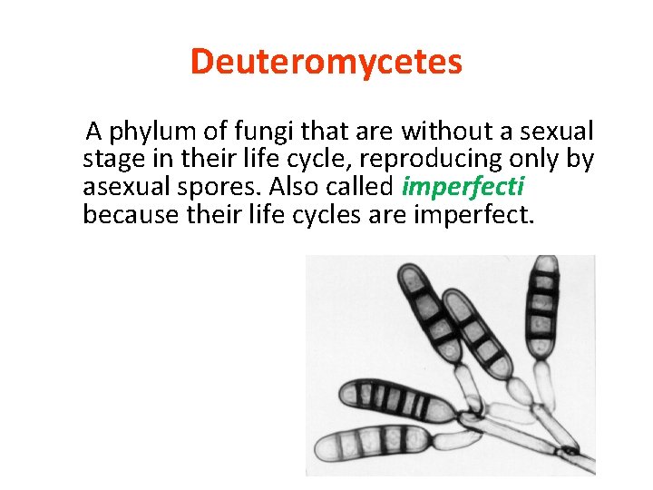 Deuteromycetes A phylum of fungi that are without a sexual stage in their life