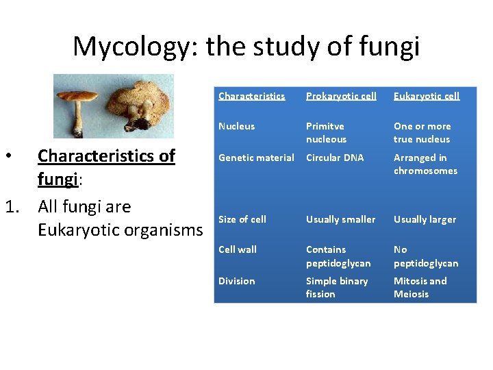 Mycology: the study of fungi Characteristics of fungi: 1. All fungi are Eukaryotic organisms