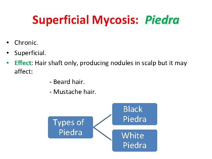 Superficial Mycosis: Piedra • Chronic. • Superficial. • Effect: Hair shaft only, producing nodules