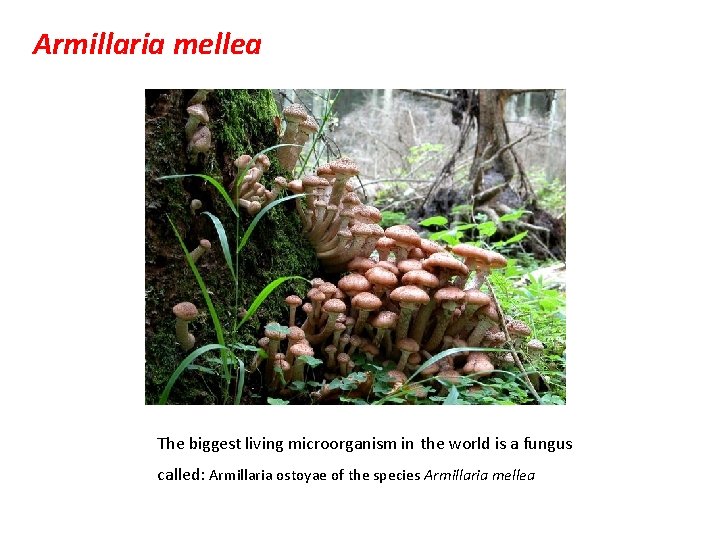 Armillaria mellea The biggest living microorganism in the world is a fungus called: Armillaria