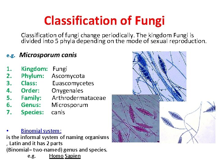 Classification of Fungi Classification of fungi change periodically. The kingdom Fungi is divided into