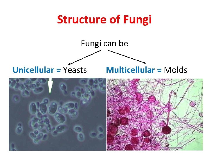 Structure of Fungi can be Unicellular = Yeasts Multicellular = Molds 