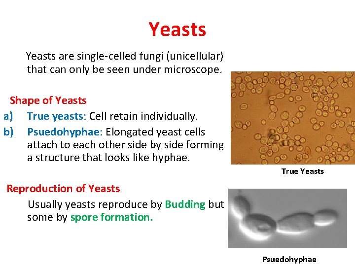 Yeasts are single-celled fungi (unicellular) that can only be seen under microscope. Shape of