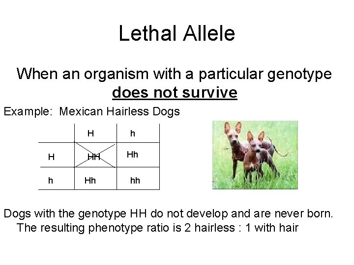 Lethal Allele When an organism with a particular genotype does not survive Example: Mexican