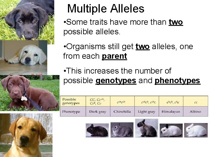 Multiple Alleles • Some traits have more than two possible alleles. • Organisms still