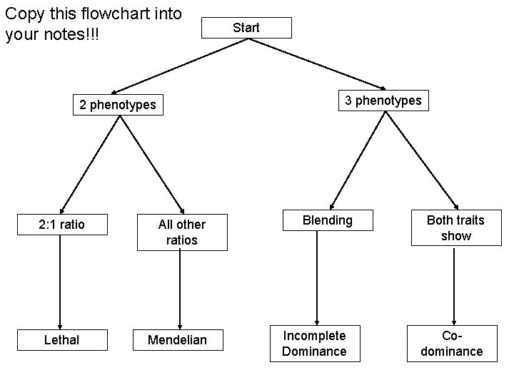Copy this flowchart into your notes!!! 3 phenotypes 2: 1 ratio Lethal Start All