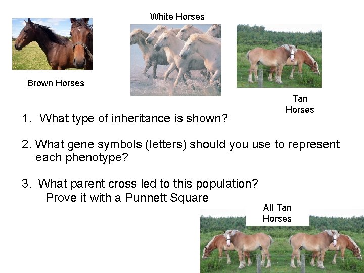 White Horses Brown Horses 1. What type of inheritance is shown? Tan Horses 2.