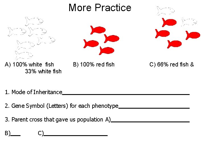 More Practice A) 100% white fish 33% white fish B) 100% red fish 1.