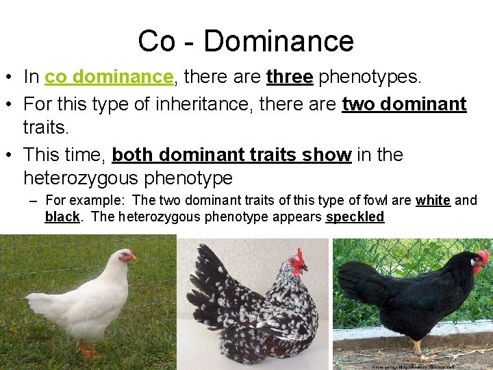 Co - Dominance • In co dominance, there are three phenotypes. • For this