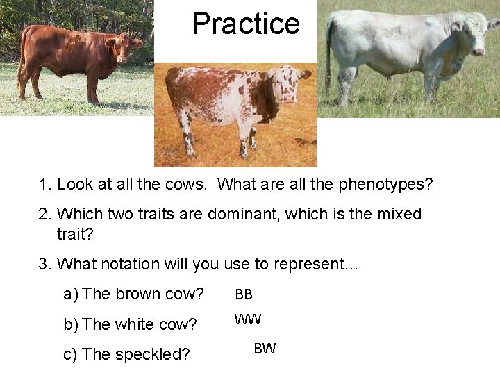 Practice 1. Look at all the cows. What are all the phenotypes? 2. Which