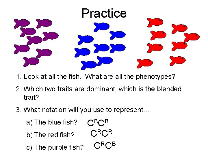 Practice 1. Look at all the fish. What are all the phenotypes? 2. Which