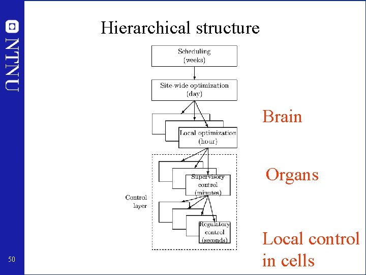 Hierarchical structure Brain Organs 50 Local control in cells 