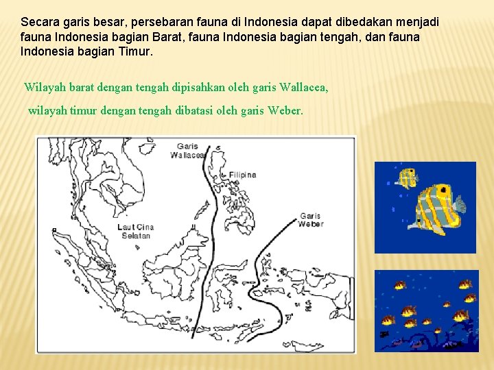 Secara garis besar, persebaran fauna di Indonesia dapat dibedakan menjadi fauna Indonesia bagian Barat,