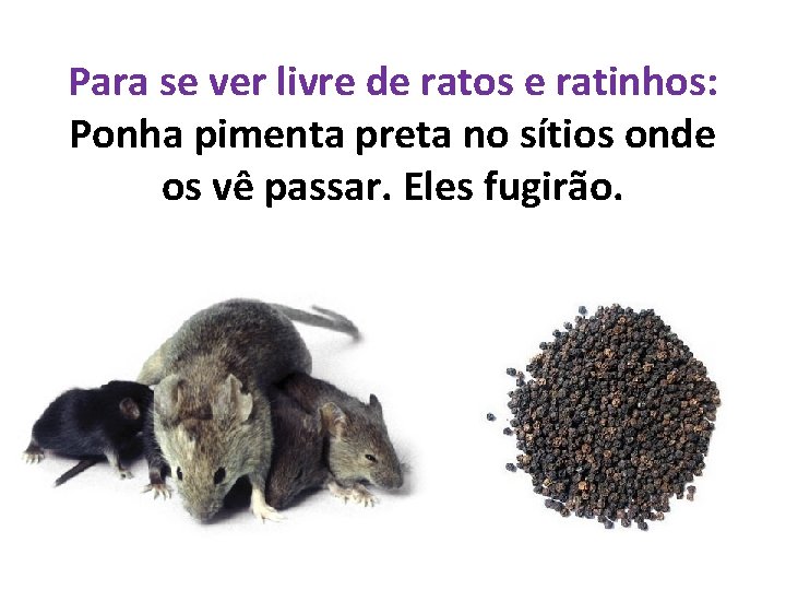 Para se ver livre de ratos e ratinhos: Ponha pimenta preta no sítios onde