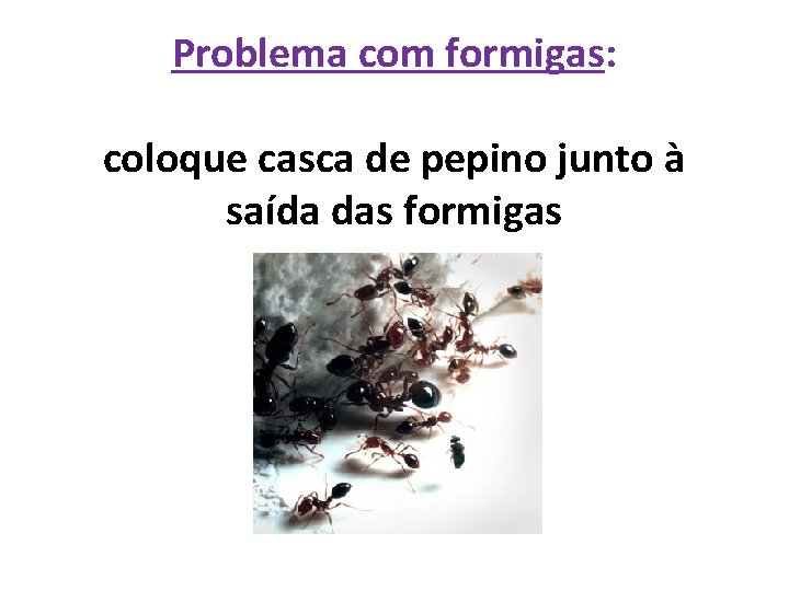 Problema com formigas: coloque casca de pepino junto à saída das formigas 