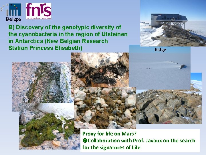 Belspo B) Discovery of the genotypic diversity of the cyanobacteria in the region of