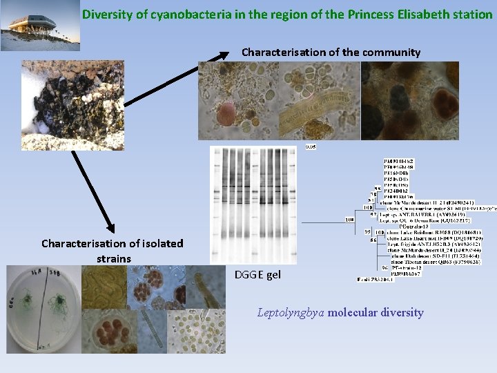 Diversity of cyanobacteria in the region of the Princess Elisabeth station Characterisation of the