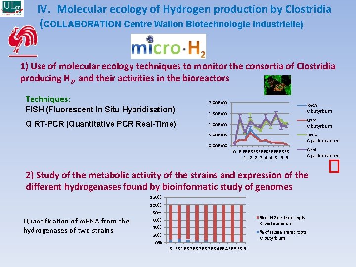 IV. Molecular ecology of Hydrogen production by Clostridia (COLLABORATION Centre Wallon Biotechnologie Industrielle) 1)