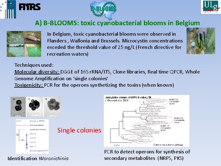 A) B-BLOOMS: toxic cyanobacterial blooms in Belgium In Belgium, toxic cyanobacterial blooms were observed