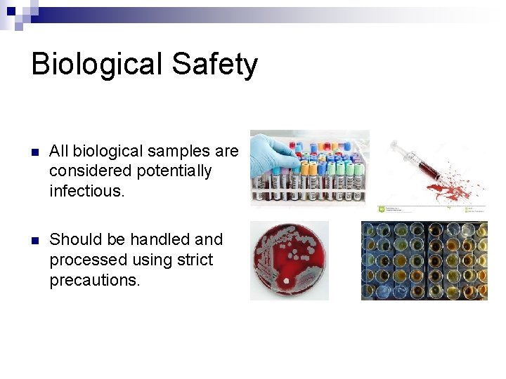 Biological Safety n All biological samples are considered potentially infectious. n Should be handled