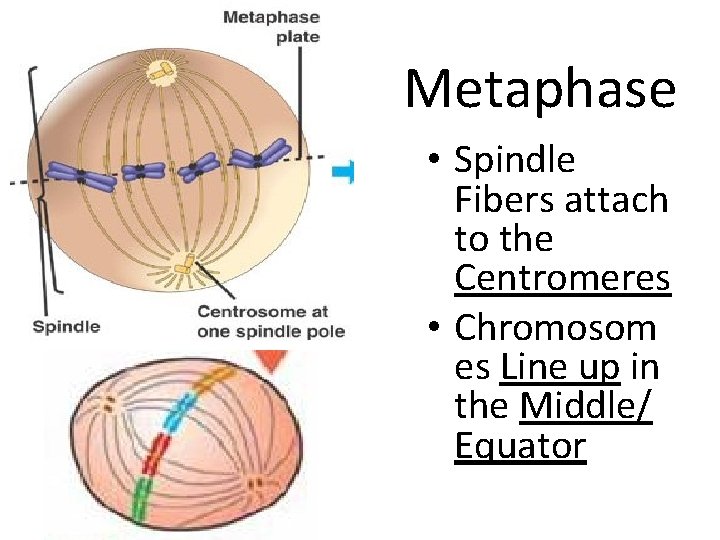 Metaphase • Spindle Fibers attach to the Centromeres • Chromosom es Line up in