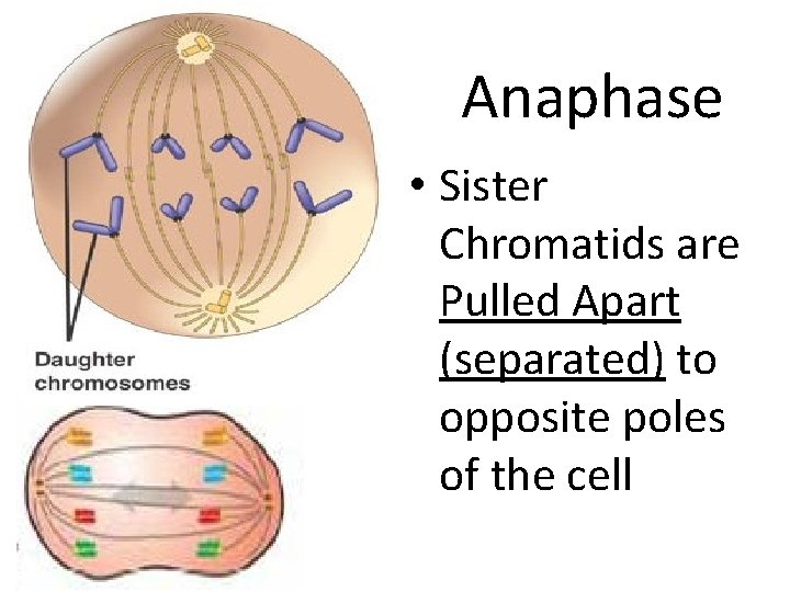 Anaphase • Sister Chromatids are Pulled Apart (separated) to opposite poles of the cell
