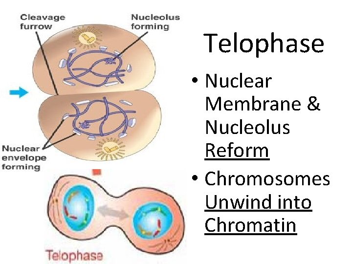 Telophase • Nuclear Membrane & Nucleolus Reform • Chromosomes Unwind into Chromatin 