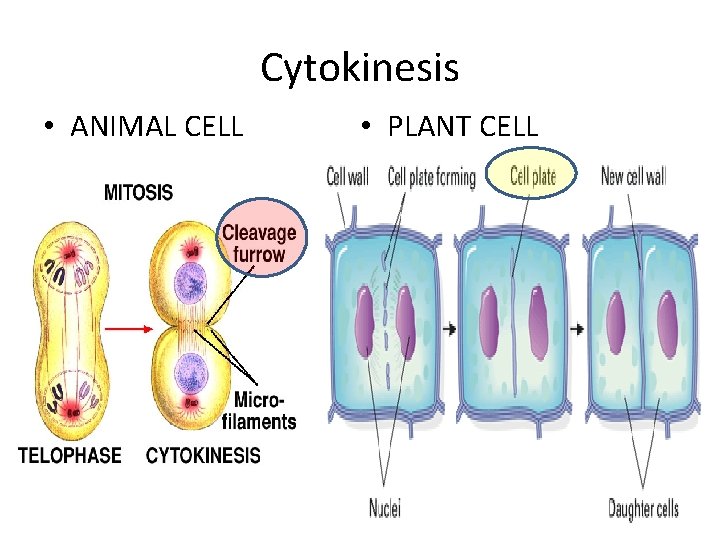 Cytokinesis • ANIMAL CELL • PLANT CELL 