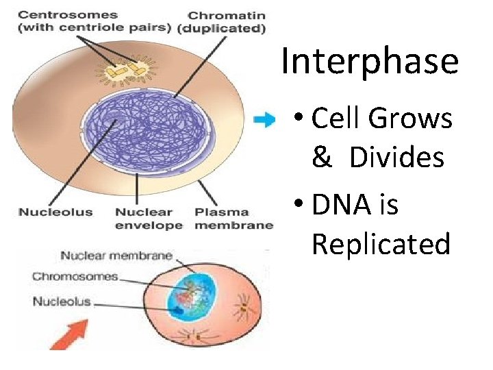 Interphase • Cell Grows & Divides • DNA is Replicated 