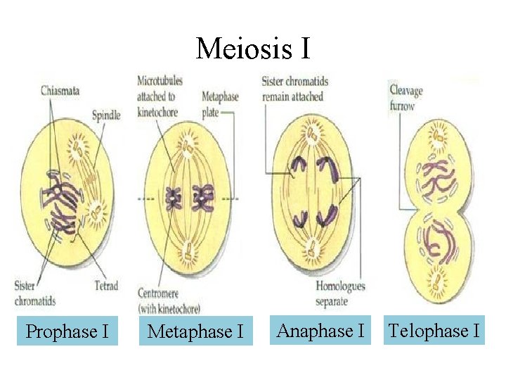 Meiosis I Prophase I Metaphase I Anaphase I Telophase I 