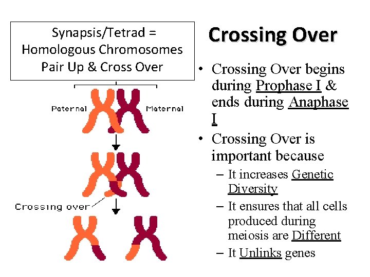 Synapsis/Tetrad = Homologous Chromosomes Pair Up & Cross Over Crossing Over • Crossing Over