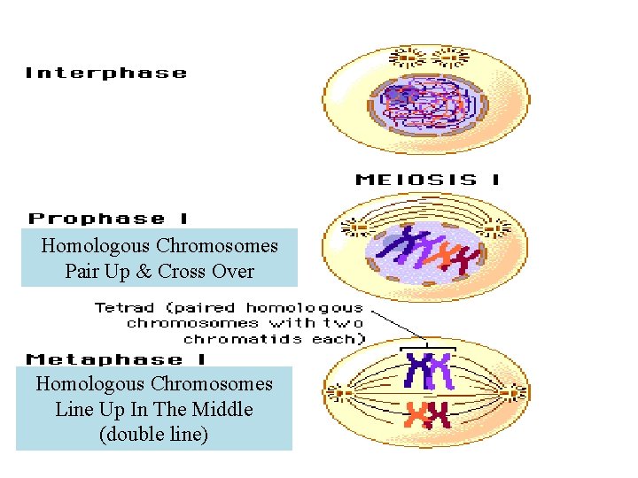 Homologous Chromosomes Pair Up & Cross Over Homologous Chromosomes Line Up In The Middle