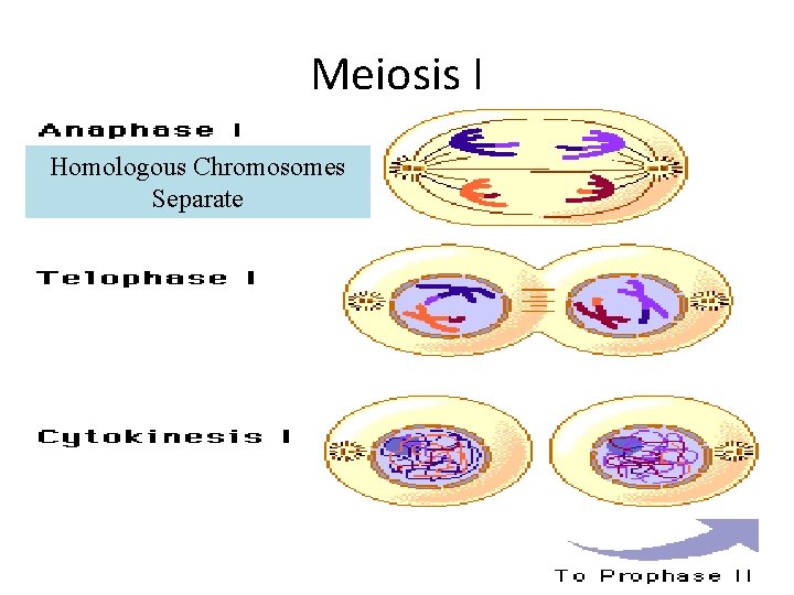 Meiosis I Homologous Chromosomes Separate 