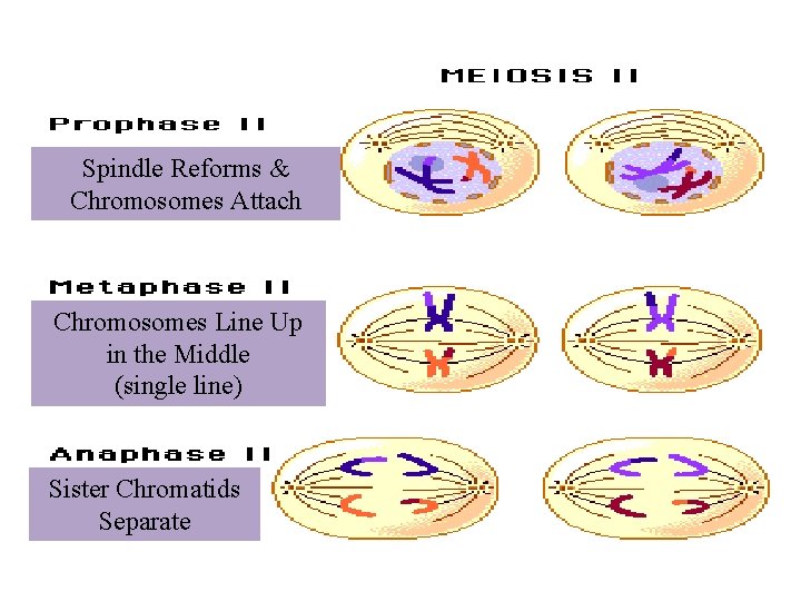 Spindle Reforms & Chromosomes Attach Chromosomes Line Up in the Middle (single line) Sister