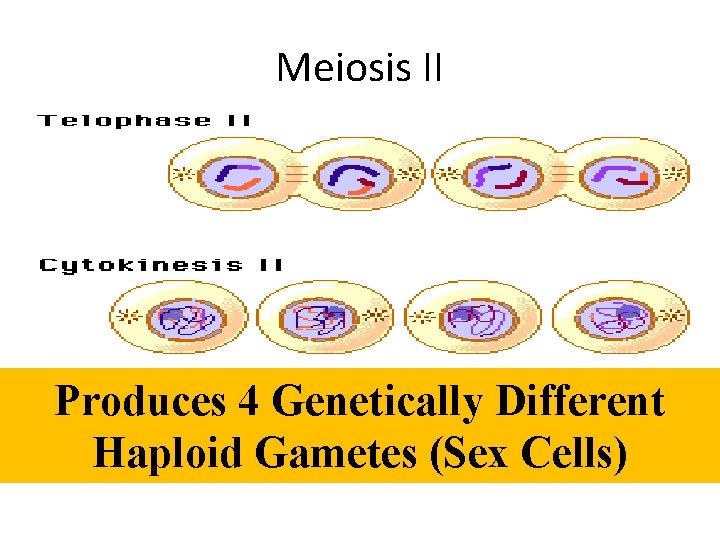 Meiosis II Produces 4 Genetically Different Haploid Gametes (Sex Cells) 
