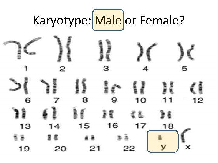 Karyotype: Male or Female? 
