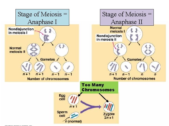 Stage of Meiosis = Anaphase II Too Many Chromosomes 