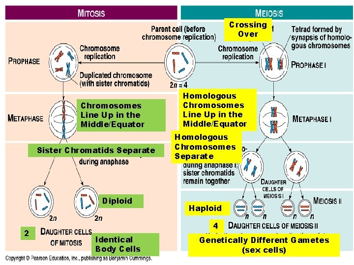 Crossing Over Chromosomes Line Up in the Middle/Equator Sister Chromatids Separate Diploid 2 Homologous