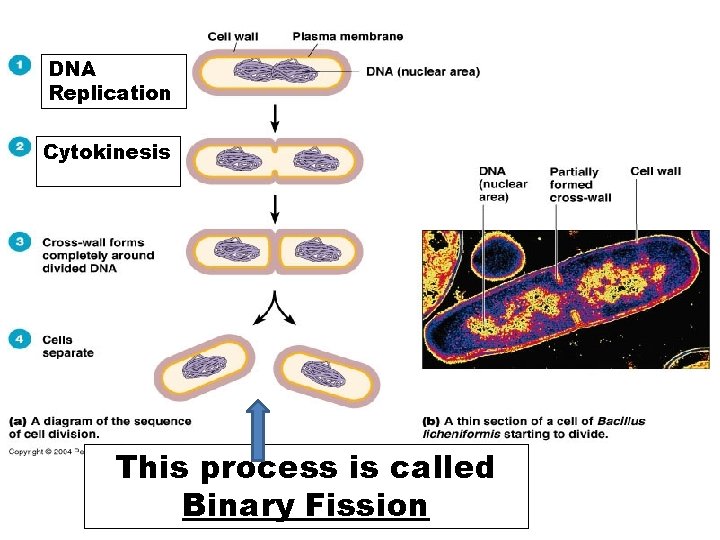 DNA Replication Cytokinesis This process is called Binary Fission 